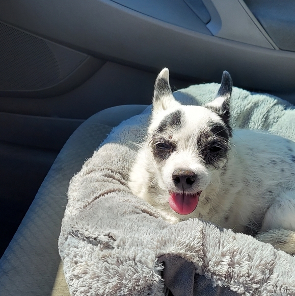 Rest In Peace - Picture 7 of 13